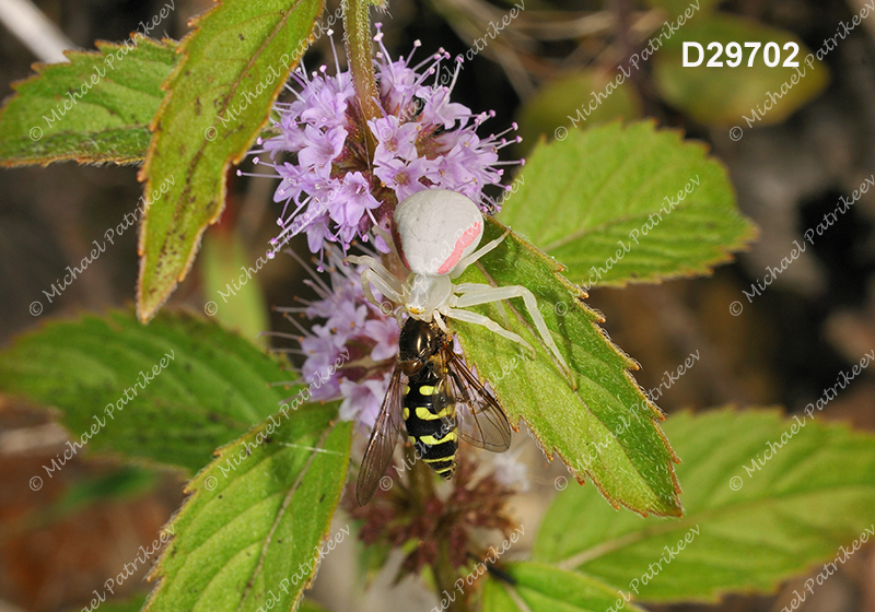 Goldenrod Crab Spider (Misumena vatia)